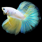 Unicorn Yellow Skyblue Halfmoon Male