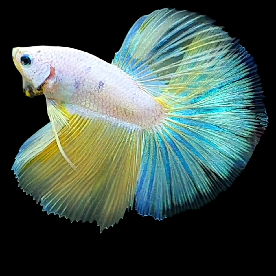 Unicorn Yellow Skyblue Halfmoon Male