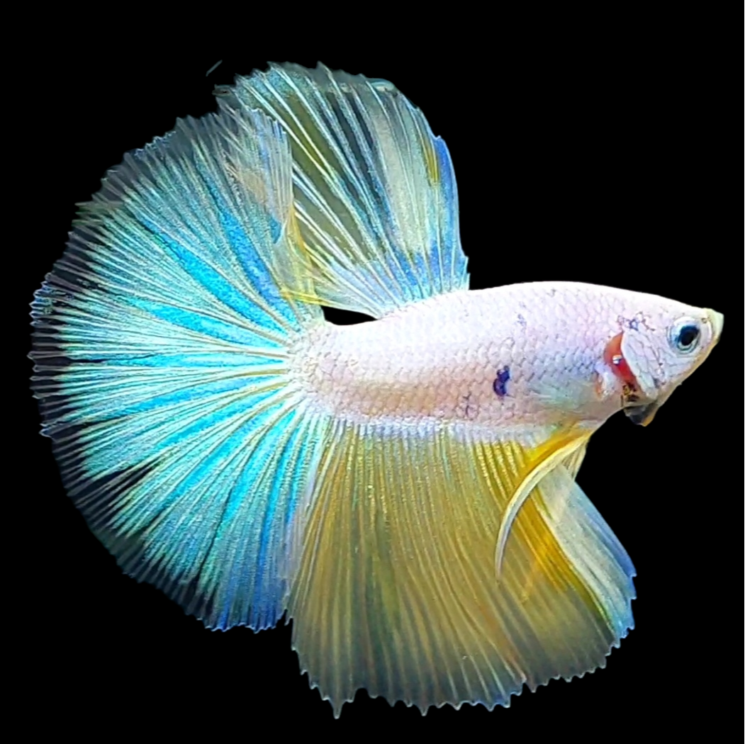 Unicorn Yellow Skyblue Halfmoon Male