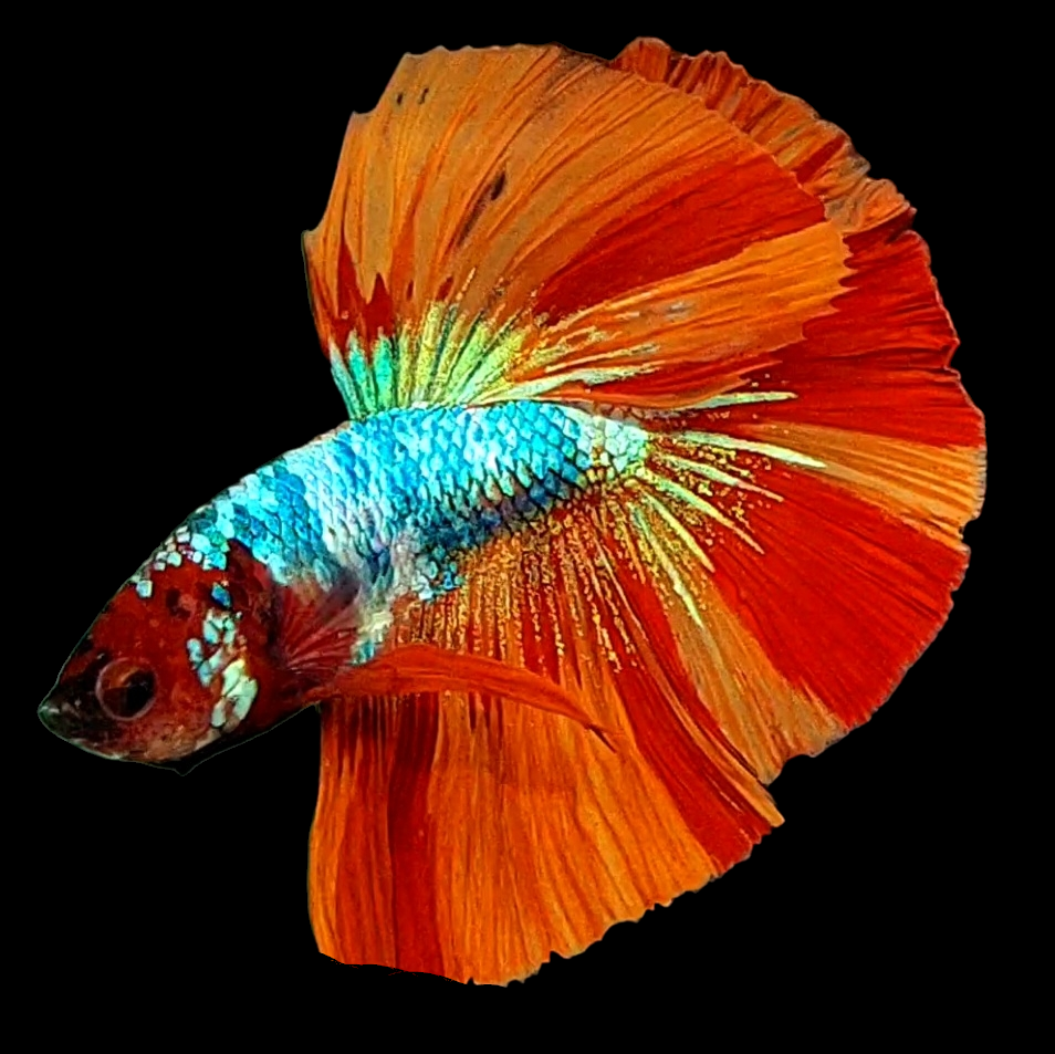 Multicolor Nemo Candy Halfmoon Male