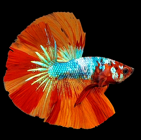 Multicolor Nemo Candy Halfmoon Male