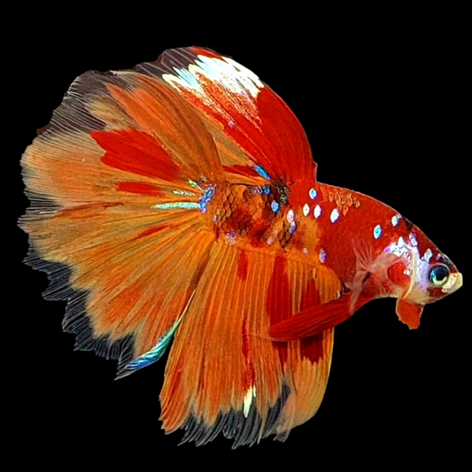 Multicolor Nemo Koi Galaxy Halfmoon Male