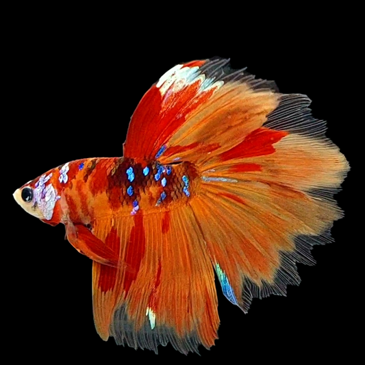 Multicolor Nemo Koi Galaxy Halfmoon Male