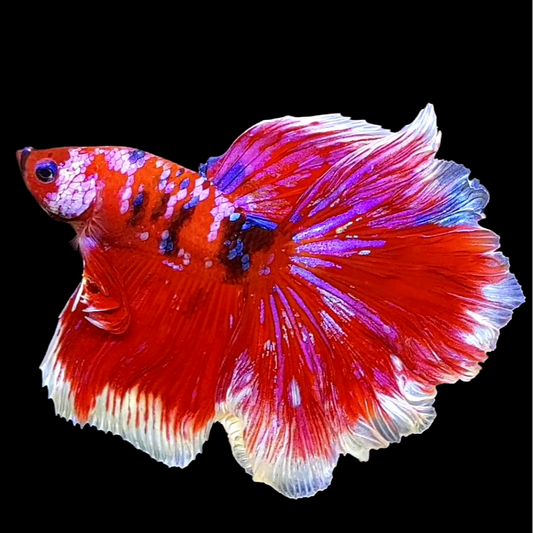 Multicolor Red Pink Galaxy Halfmoon Male