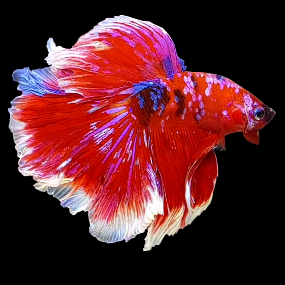 Multicolor Red Pink Galaxy Halfmoon Male