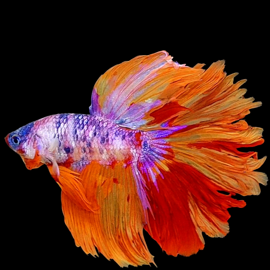 Multicolor Purple Candy Rosetail Halfmoon Male