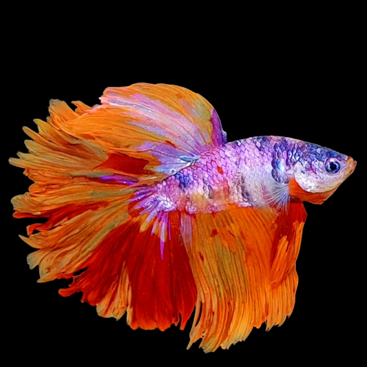 Multicolor Purple Candy Rosetail Halfmoon Male