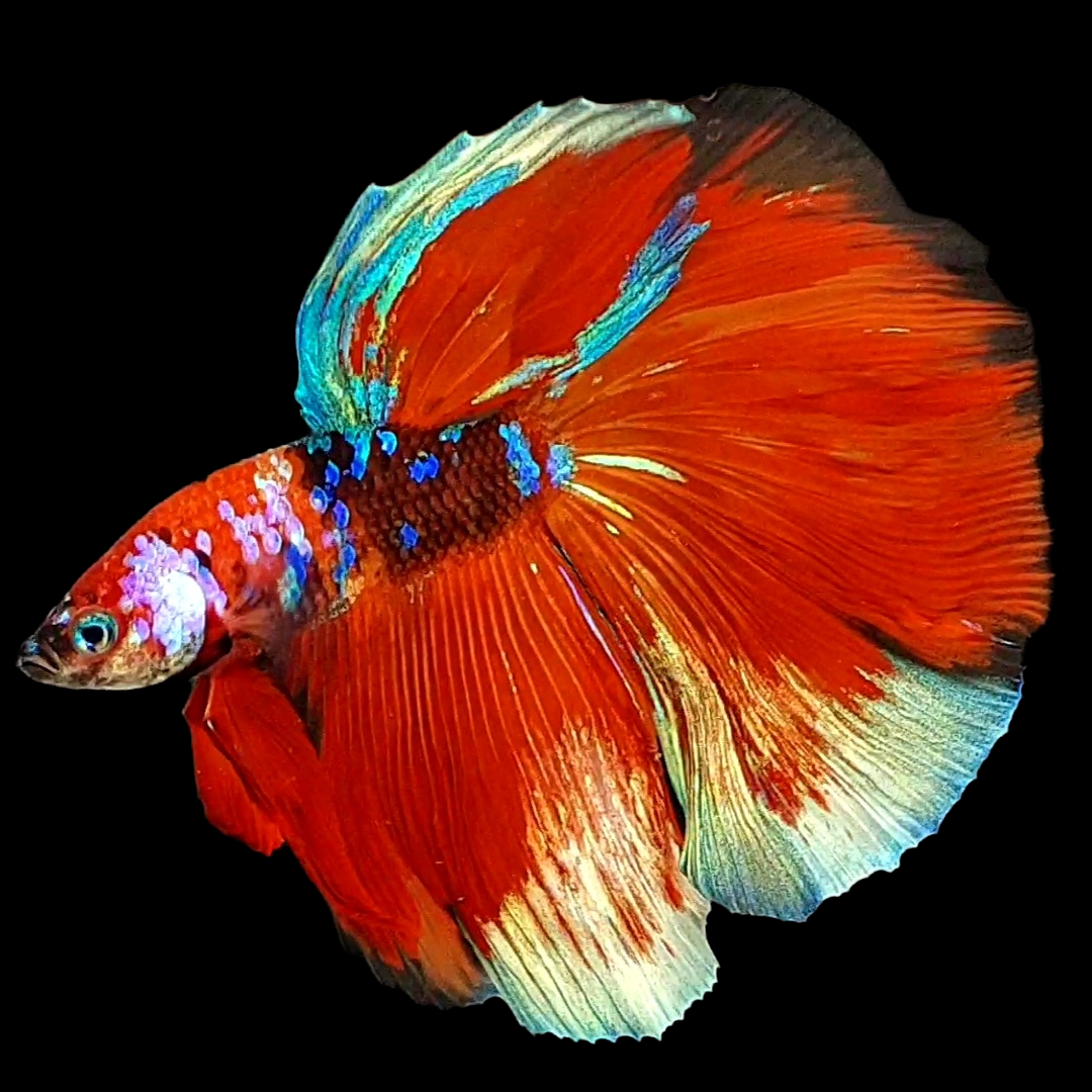 Multicolor Red Galaxy Halfmoon Male