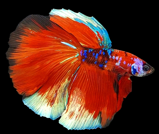 Multicolor Red Galaxy Halfmoon Male