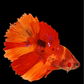 Nemo Koi Galaxy Halfmoon Female For Sorority Tank/Breed