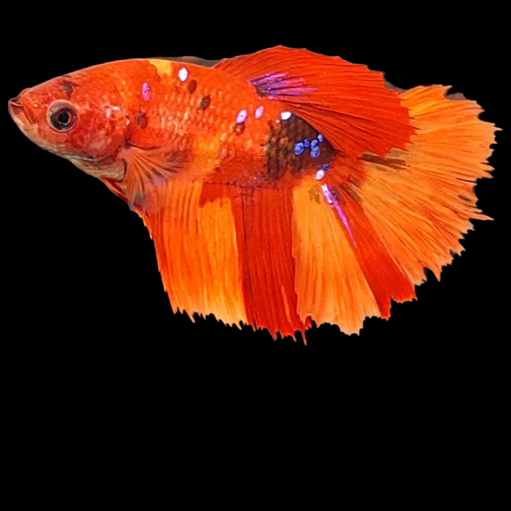 Nemo Koi Galaxy Halfmoon Female For Sorority Tank/Breed