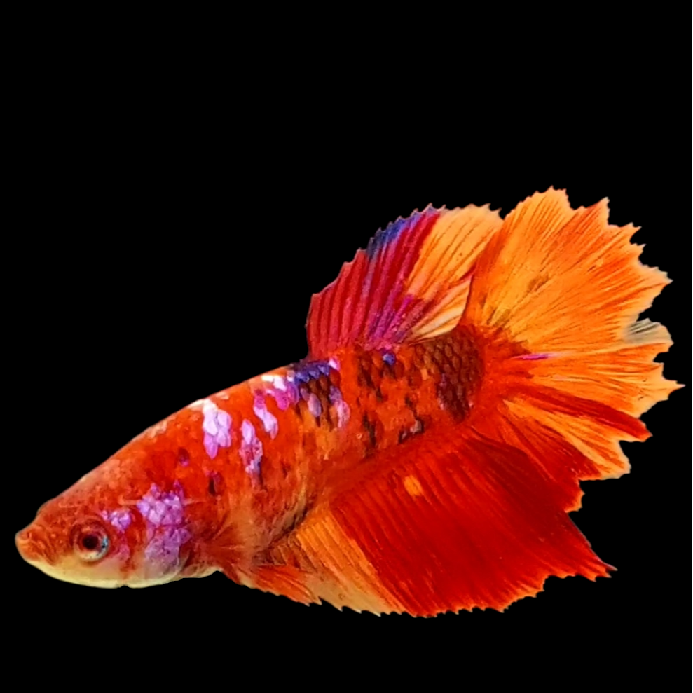 Nemo Koi Galaxy Halfmoon Female For Sorority Tank/Breed