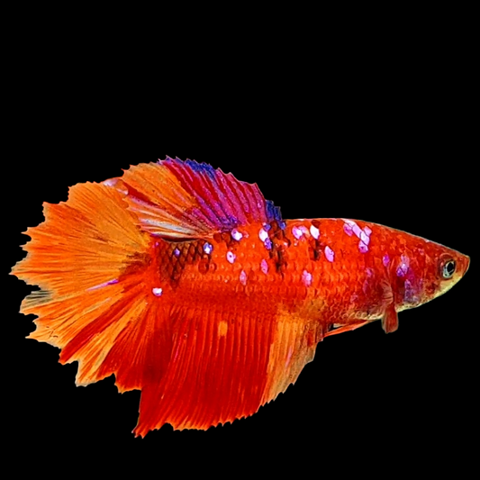 Nemo Koi Galaxy Halfmoon Female For Sorority Tank/Breed