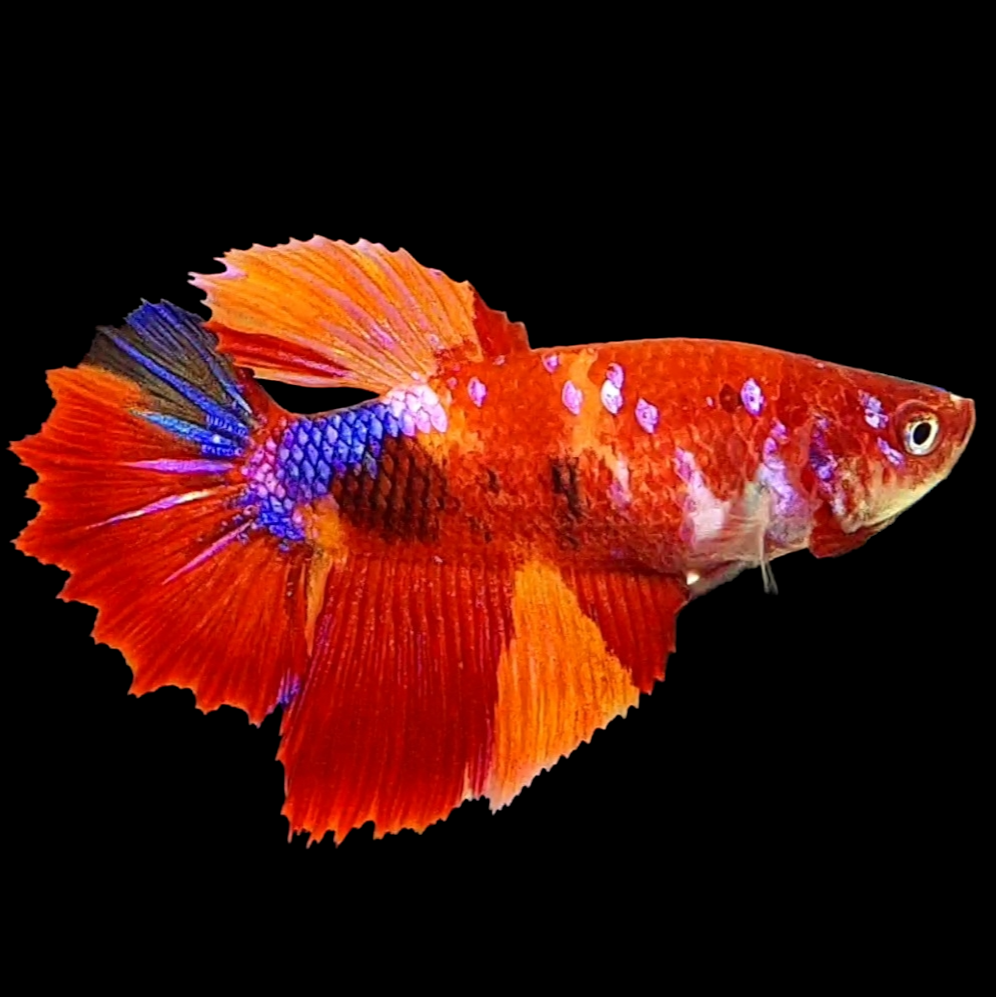 Nemo Koi Galaxy Halfmoon Female For Sorority Tank/Breed