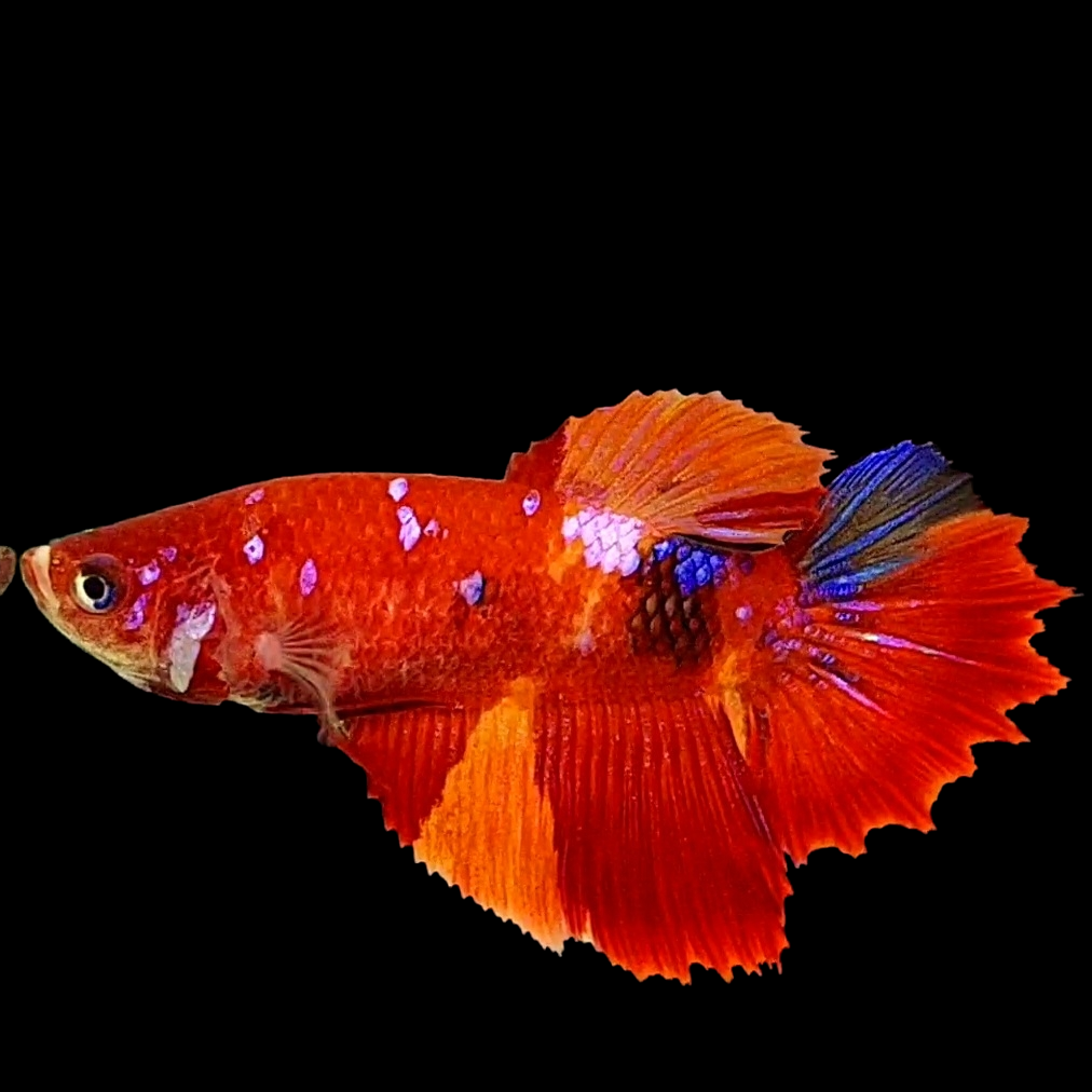 Nemo Koi Galaxy Halfmoon Female For Sorority Tank/Breed