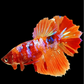 Multicolor Nemo Koi Galaxy Halfmoon Female For Sorority Tank/Breed