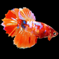 Multicolor Nemo Koi Galaxy Halfmoon Female For Sorority Tank/Breed