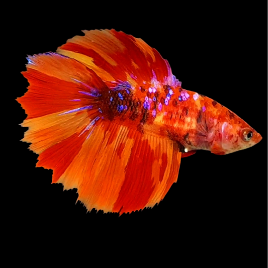 Nemo Fire Koi Tiger Galaxy Halfmoon Female For Sorority Tank/Breed