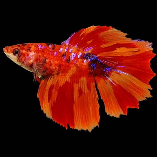 Nemo Fire Koi Tiger Galaxy Halfmoon Female For Sorority Tank/Breed