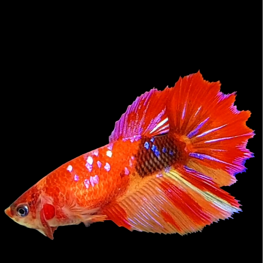 Red Pink Koi Galaxy Halfmoon Female For Sorority Tank/Breed