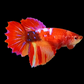 Red Pink Koi Galaxy Halfmoon Female For Sorority Tank/Breed