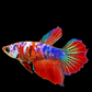 Multicolor Koi Galaxy Halfmoon Female For Sorority Tank/Breed