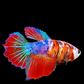 Multicolor Koi Galaxy Halfmoon Female For Sorority Tank/Breed