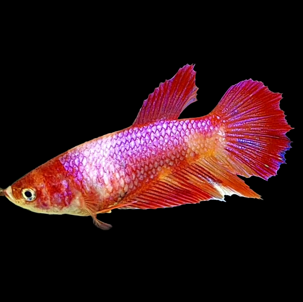 Nemo Purple Koi Candy Halfmoon Female For Sorority Tank/Breed