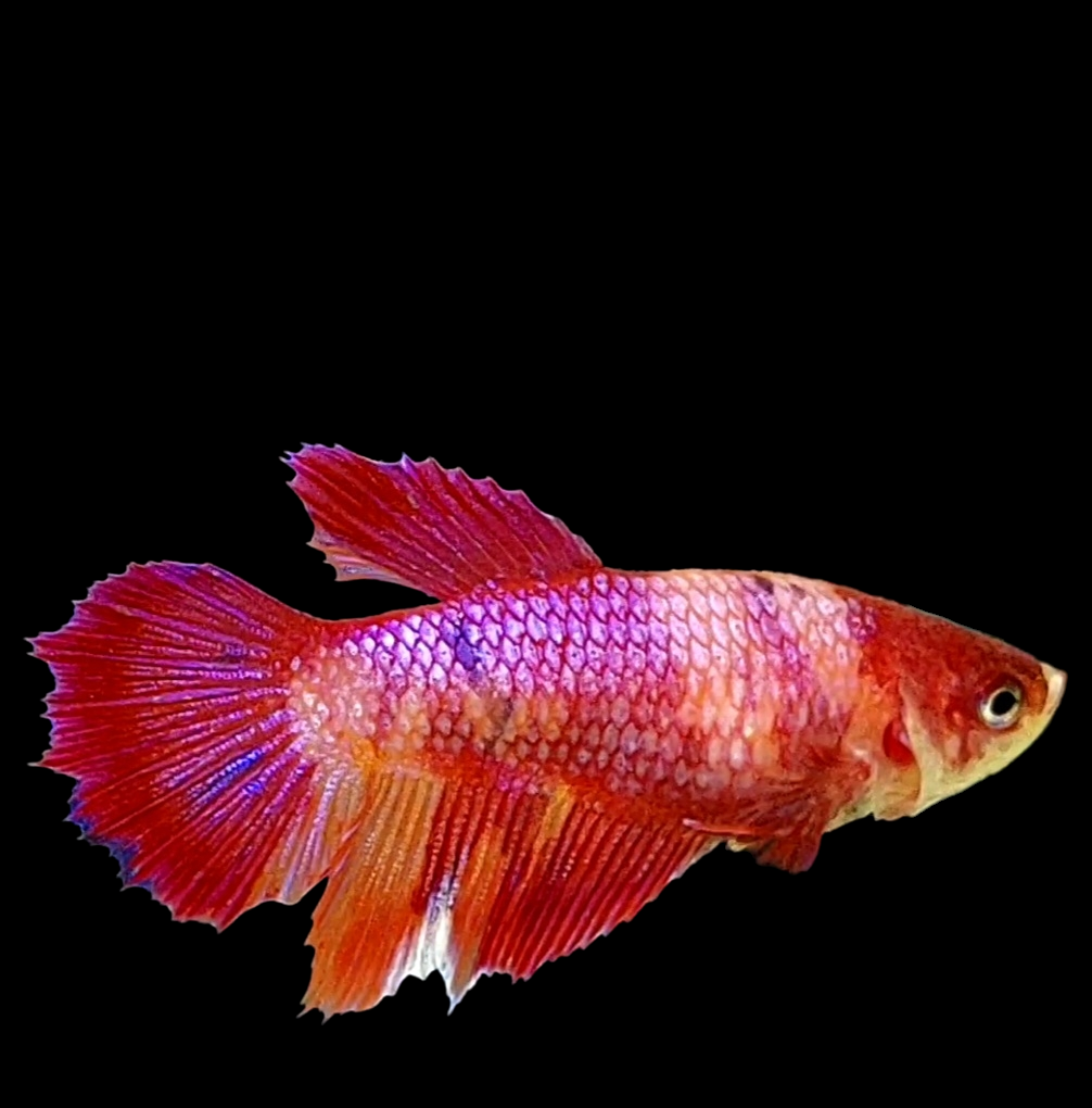 Nemo Purple Koi Candy Halfmoon Female For Sorority Tank/Breed