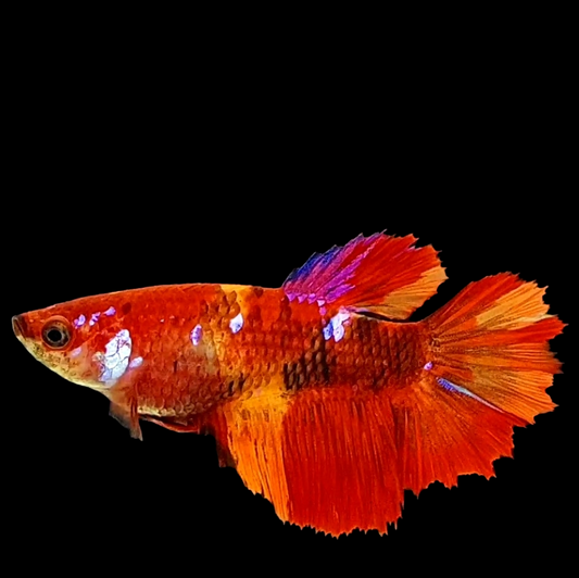 Nemo Koi Galaxy Halfmoon Female For Sorority Tank/Breed