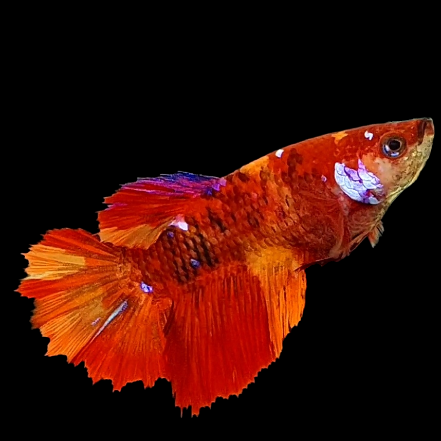 Nemo Koi Galaxy Halfmoon Female For Sorority Tank/Breed