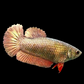 Copper Rosegold HMPK Female For Sorority Tank/Breed