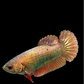 Copper Rosegold HMPK Female For Sorority Tank/Breed