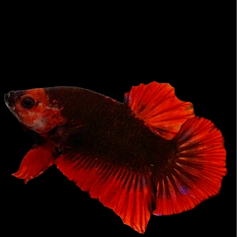 Hellboy HMPK Male