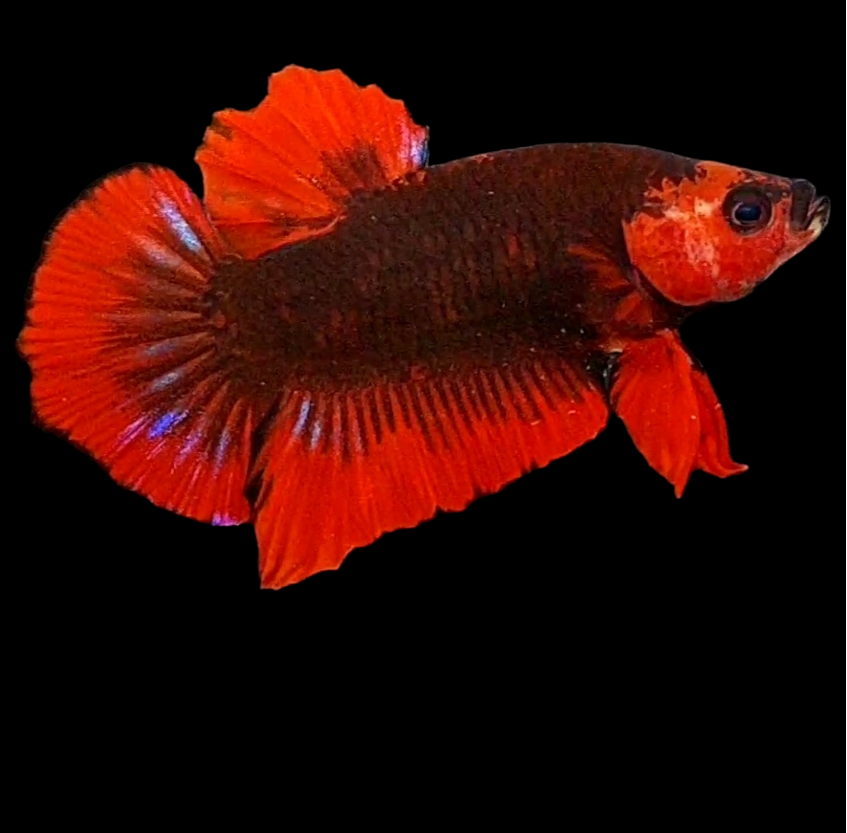 Hellboy HMPK Male