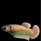 Copper Gold HMPK Female For Sorority Tank/Breed