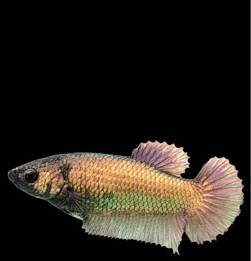 Copper Gold HMPK Female For Sorority Tank/Breed