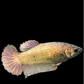 Copper Gold HMPK Female For Sorority Tank/Breed