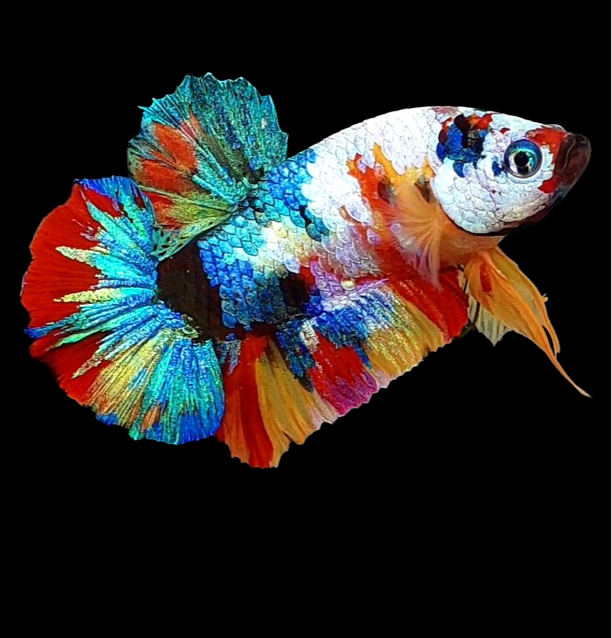 Multicolor Galaxy HMPK Male