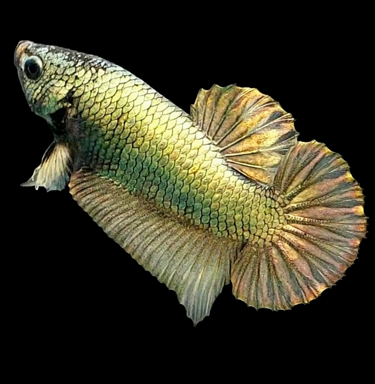 Copper Gold HMPK Male