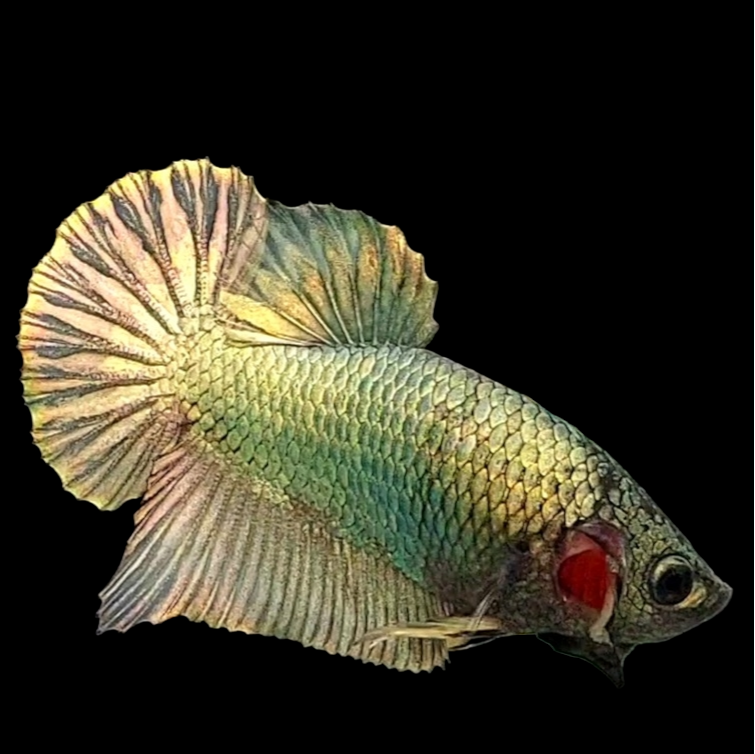 Copper Gold HMPK Male