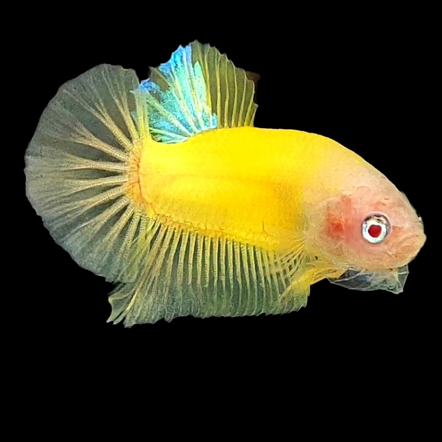 RARE Yellow Tancho Koi HMPK Male