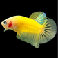 RARE Yellow Tancho Koi HMPK Male