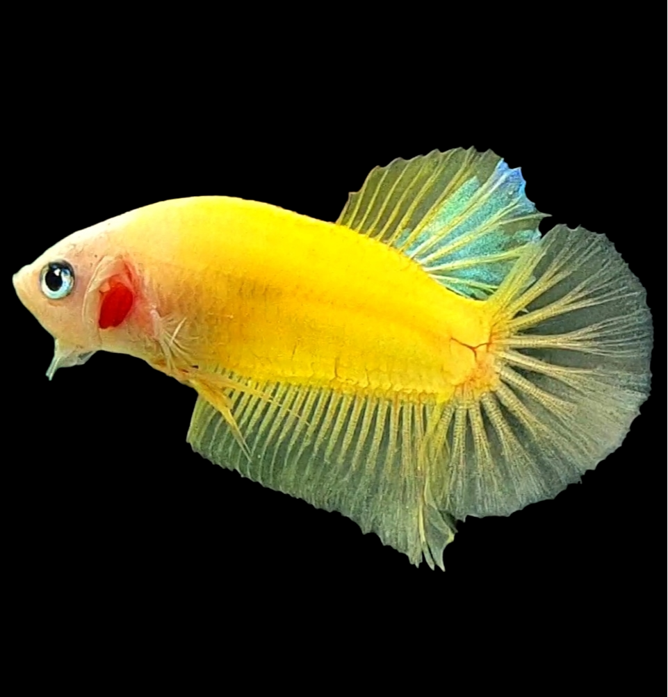 RARE Yellow Tancho Koi HMPK Male