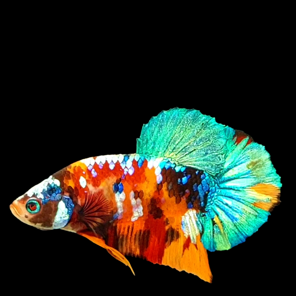 Multicolor Galaxy HMPK Male