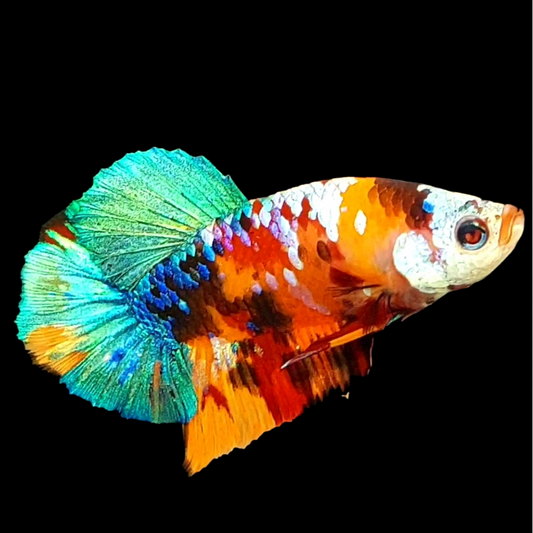 Multicolor Galaxy HMPK Male