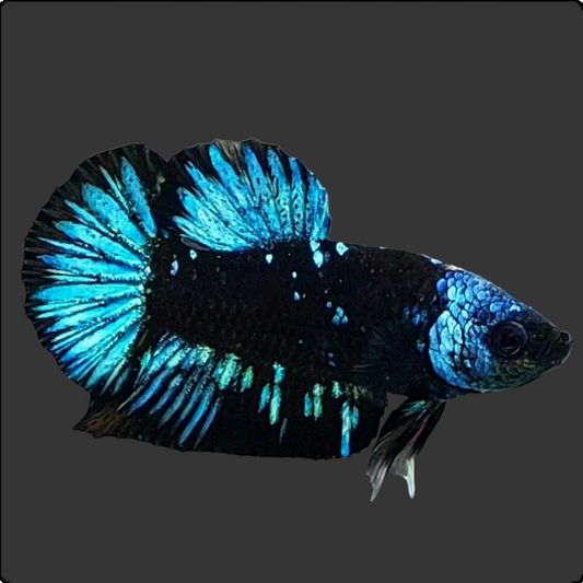 Black Star Turquoise Galaxy HMPK Male