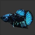Black Star Turquoise Galaxy HMPK Male