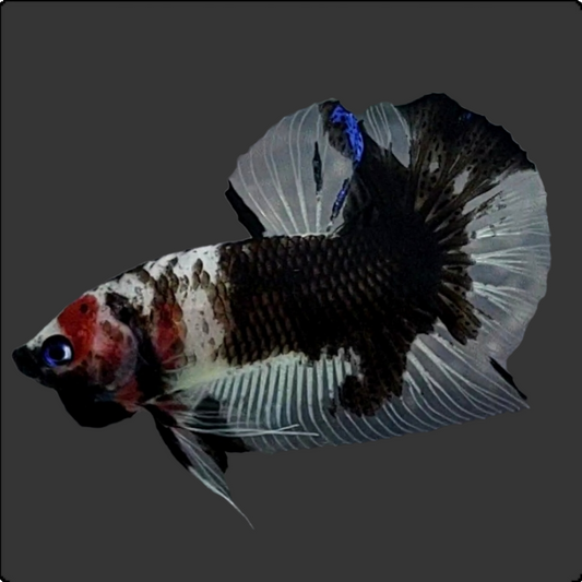 Black Koi HMPK Male