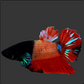 RARE Half Black Red Fancy HMPK Male